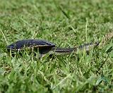 Australian Longnecked Turtle 9Y195D-052